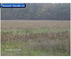 Anunturi Imobiliare Teren Ciolpani Silistea vand  6545 mp latura la Padure