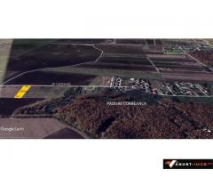 Anunturi Imobiliare Teren Corbeanca str Cantonului 6000 mp la sosea vedere Padure