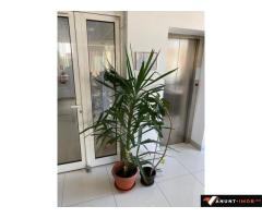 Anunturi Imobiliare De inchiriat spatiu comercial si spatii pentru birouri, zona Cetatii
