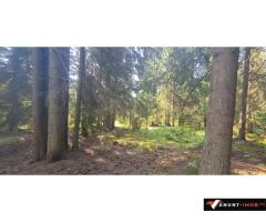 Anunturi Imobiliare Vatra Dornei - Saru Dornei, Teren S = 6450 mp; 13 km de Vatra Dornei