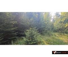 Anunturi Imobiliare Vatra Dornei - Saru Dornei, Teren S = 6450 mp; 13 km de Vatra Dornei