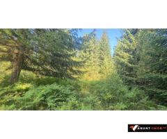 Anunturi Imobiliare Vatra Dornei - Saru Dornei, Teren S = 6450 mp; 13 km de Vatra Dornei