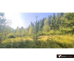Anunturi Imobiliare Vatra Dornei - Saru Dornei, Teren S = 6450 mp; 13 km de Vatra Dornei