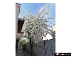 Anunturi Imobiliare Casa din 3 camere cu curte Giulesti sector 1